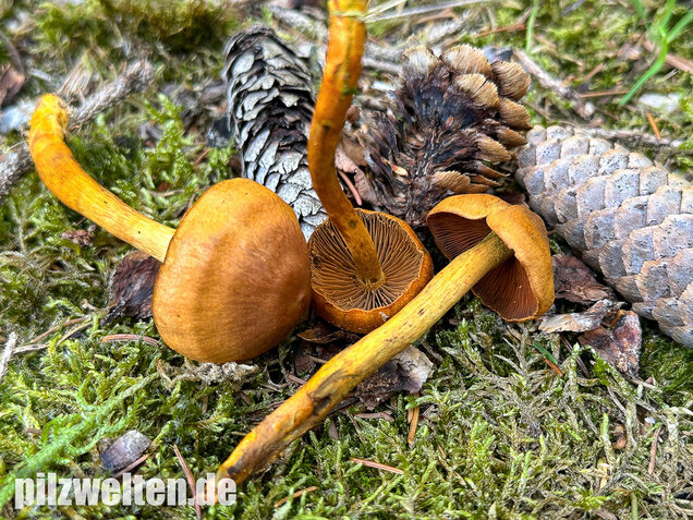 Orangerandiger Hautkopf, Cortinarius malicorius