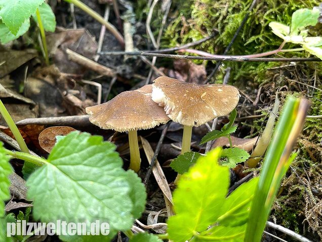 Gelbstieliger Dachpilz, Pluteus romellii