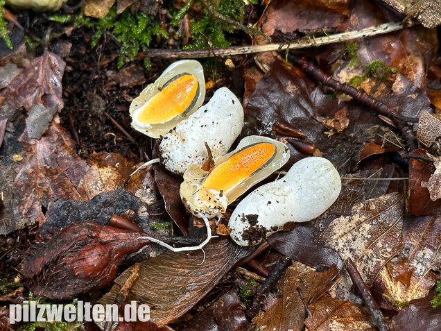 Gemeine Hundsrute, Mutinus caninus