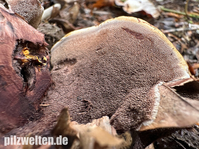Grubiger Korkstacheling, Hydnellum scrobiculatum