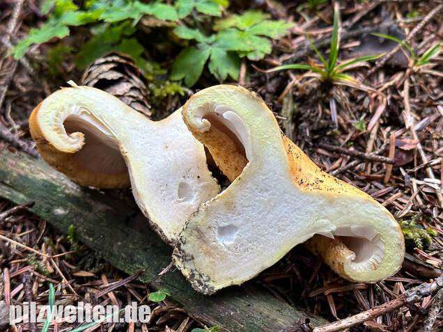 Grubiger Weißtannenmilchling, Lactarius intermedius