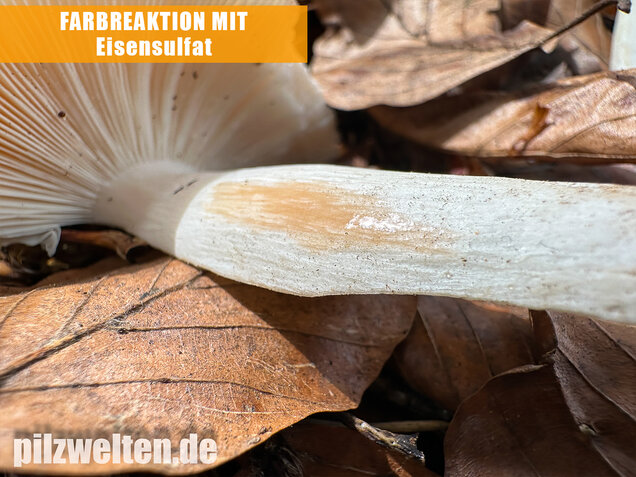 Grüner Speisetäubling, Russula heterophylla