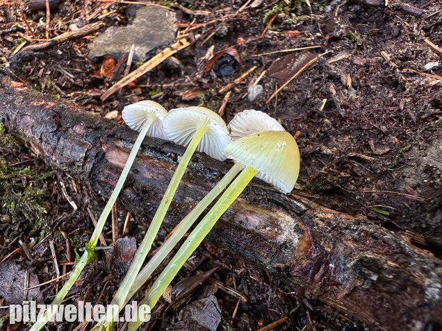 Gummihelmling, Dehnbarer Helmling, Mycena epipterygia