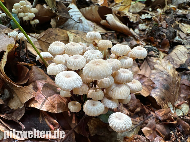 Halsbandschwindling, Marasmius rotula