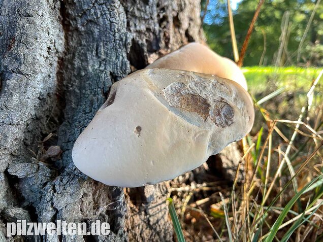 Harziger Lackporling, Ganoderma resinaceum