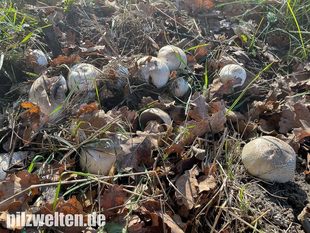Karbolchampignon, Agaricus xanthodermus
