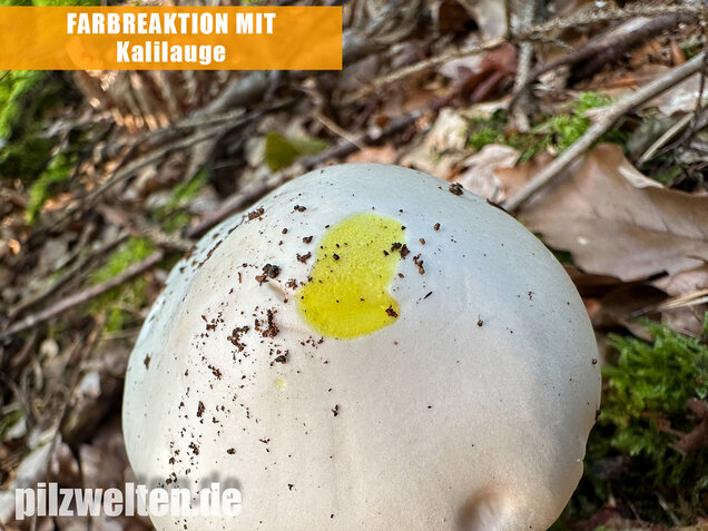Kegelhütiger Knollenblätterpilz, Amanita virosa