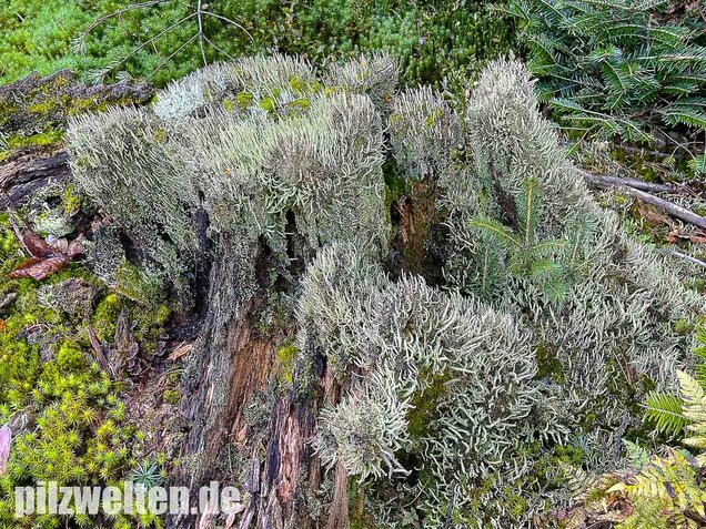 Keulenflechte, Cladonia coniocraea
