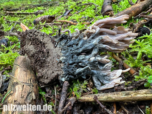 Korallenbefall, Korallenschimmel, Helminthosphaeria clavariarum