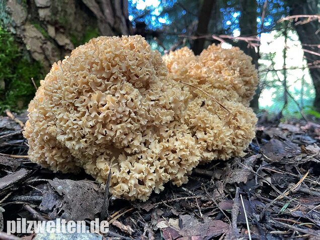 Krause Glucke, Sparassis crispa
