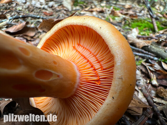 Lachsreizker, Lactarius salmonicolor