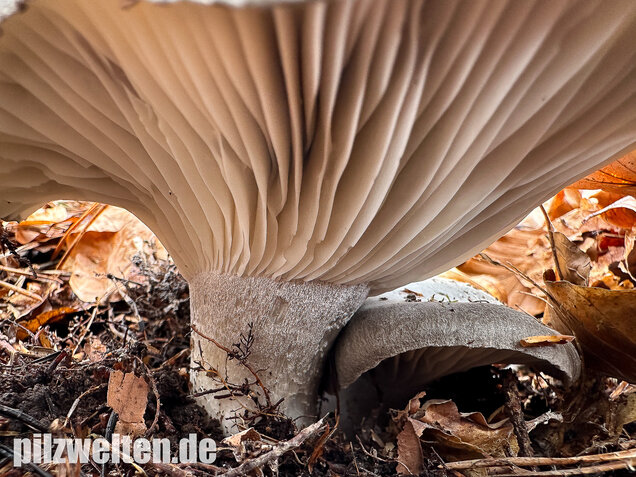 Märzschneckling, Märzellerling, Hygrophorus marzuolus
