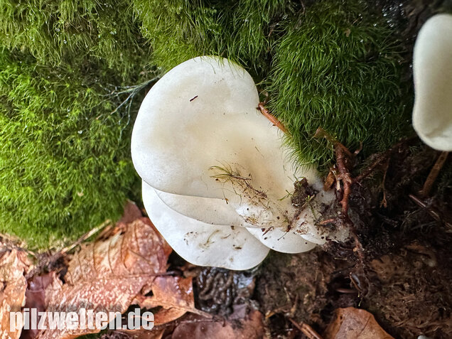 Ohrförmiger Seitling, Pleurocybella porrigens