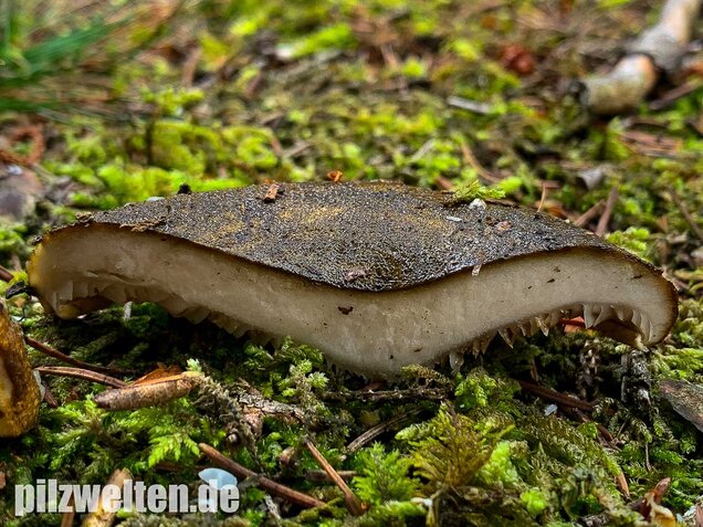 Olivbrauner Milchling, Lactarius turpis