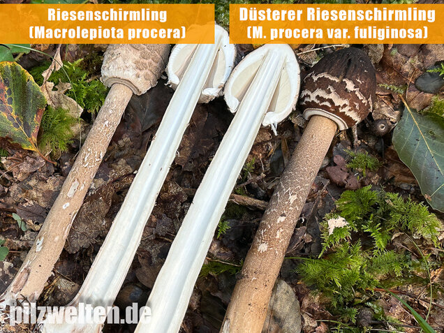 Rußbrauner Riesenschirmling, Düsterer Parasol, Macrolepiota procera var. fuliginosa