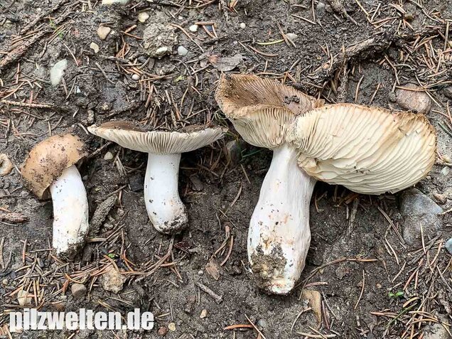 Scharfer Glanztäubling, Russula firmula
