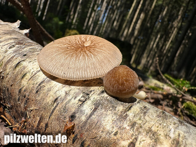 Verschiedenfarbiger Dachpilz, Pluteus plautus
