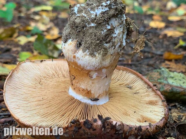 Violettrandiger Schleimkopf, Cortinarius balteatus