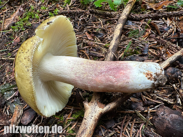 Violettstieliger Pfirsichtäubling, Russula violeipes