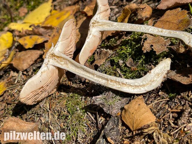 Weidenrötling, Entoloma sericatum