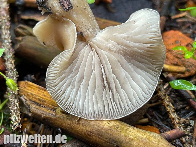 Weißlicher Anistrichterling, Clitocybe fragrans