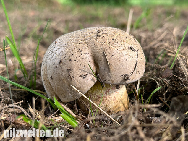 Wurzelnder Bitterröhrling, Caloboletus radicans