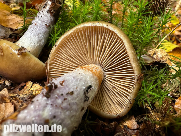 Honigschleimfuß, Runzeliggeriefter Schleimfuß, Cortinarius stillatitius