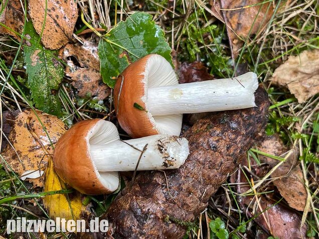 Apfeltäubling, Russula paludosa