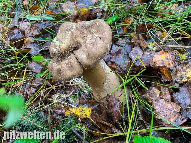 Beutelstäubling, Lycoperdon excipuliforme