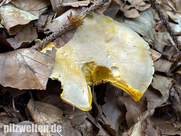 Blasser Pfifferling, Cantharellus pallens