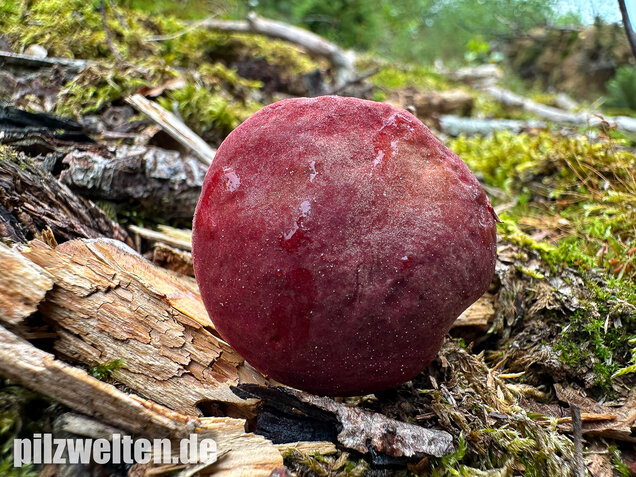 Blutroter Filzröhrling, Blutroter Gartenfilzröhrling, Hortiboletus rubellus
