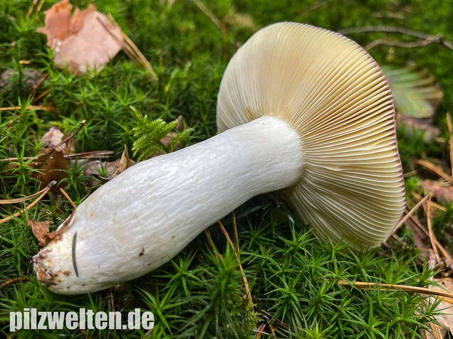 Buckeltäubling, Russula caerulea