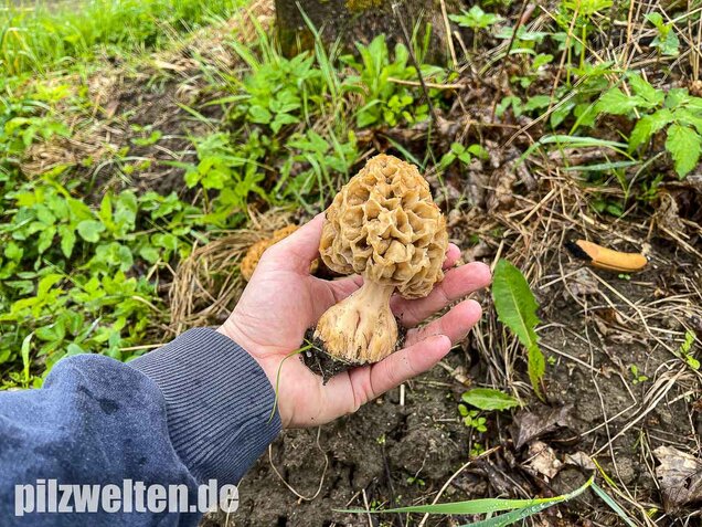Dickfüßige Speisemorchel, Morchella crassipes