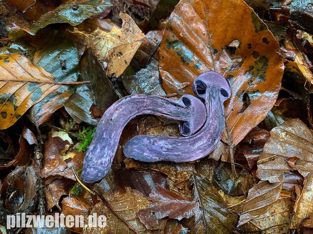 Dunkelvioletter Schleierling, Cortinarius violaceus