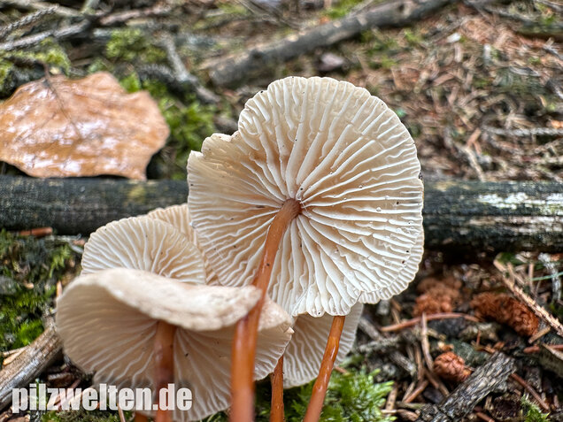 Knoblauchschwindling, Mycetinis scorodonius