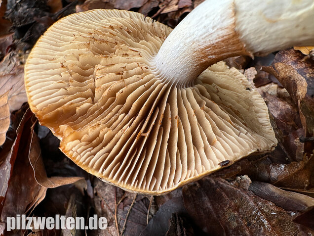 Fuchsigbrauner Schleimkopf, Phlegmacium vulpinum