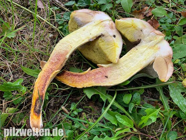 Gehämmerter Röhrling, Hemileccinum depilatum