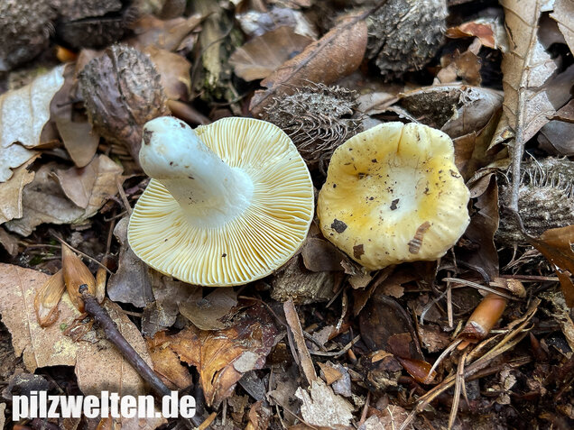 Glänzendgelber Dottertäubling, Russula acetolens