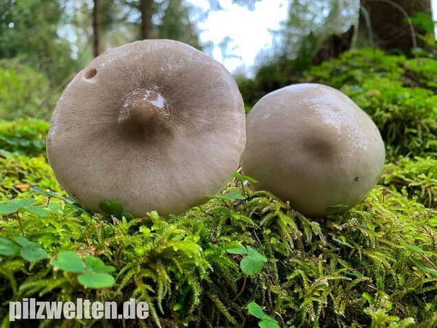Großer Scheidling, Volvopluteus gloiocephalus
