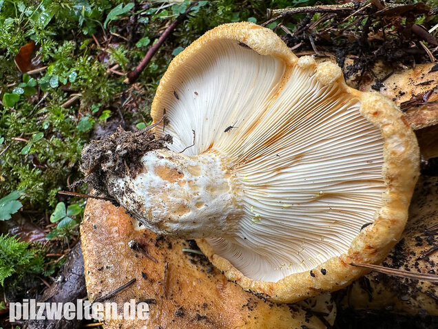 Grubiger Weißtannenmilchling, Lactarius intermedius