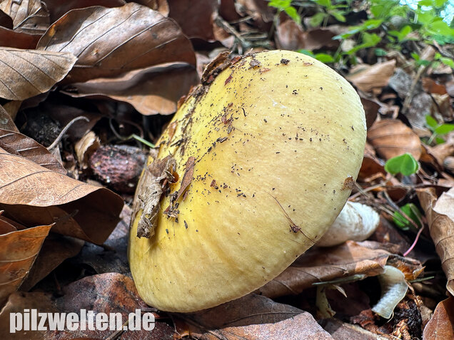 Grüner Speisetäubling, Russula heterophylla