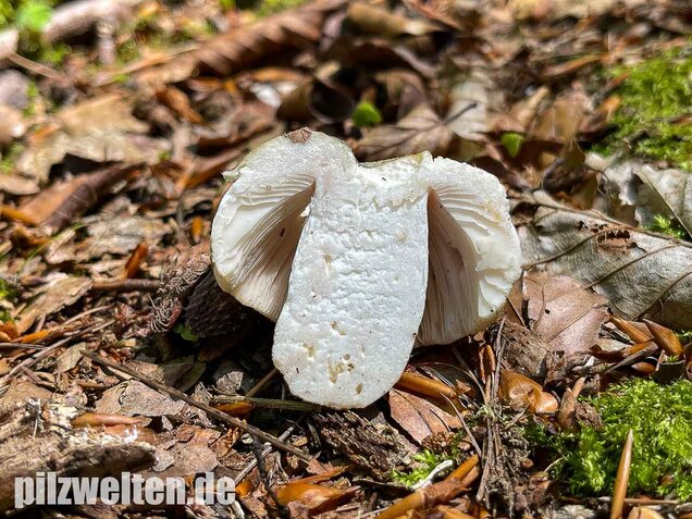 Grüngefelderter Täubling, Russula virescens