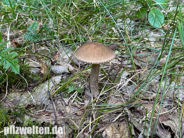 Hainbuchenraufuß, Leccinellum pseudoscabrum