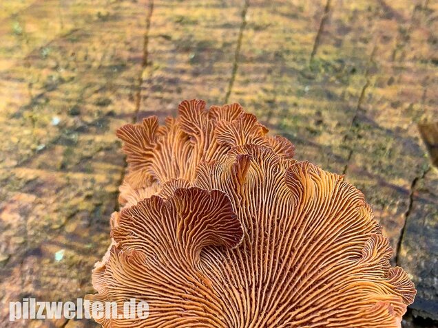 Herber Zwergknäueling, Panellus stipticus