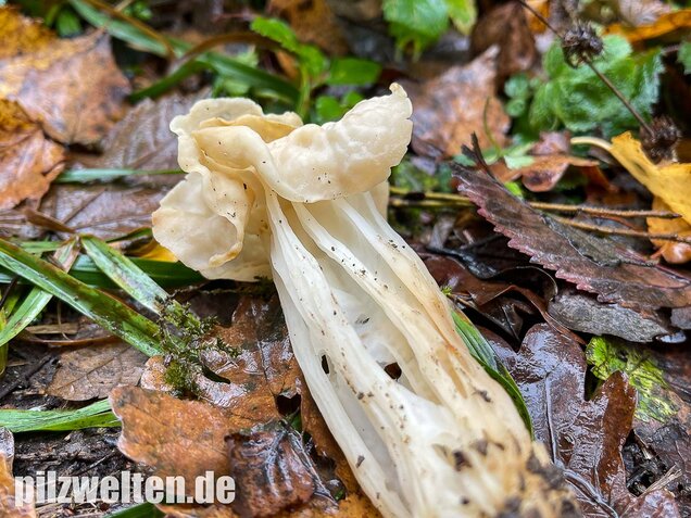 Herbstlorchel, Helvella crispa