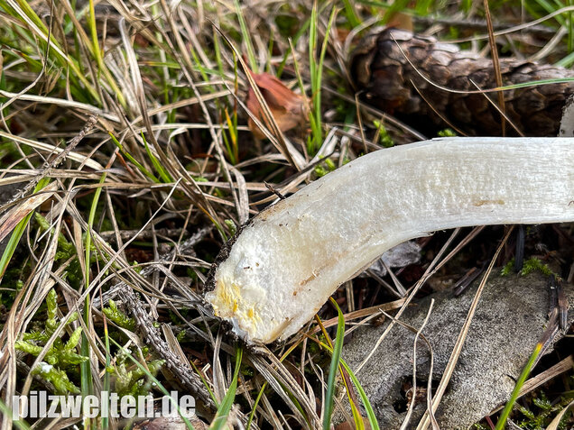 Karbolchampignon, Agaricus xanthodermus