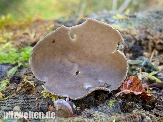 Langstielige Becherlorchel, Helvella macropus