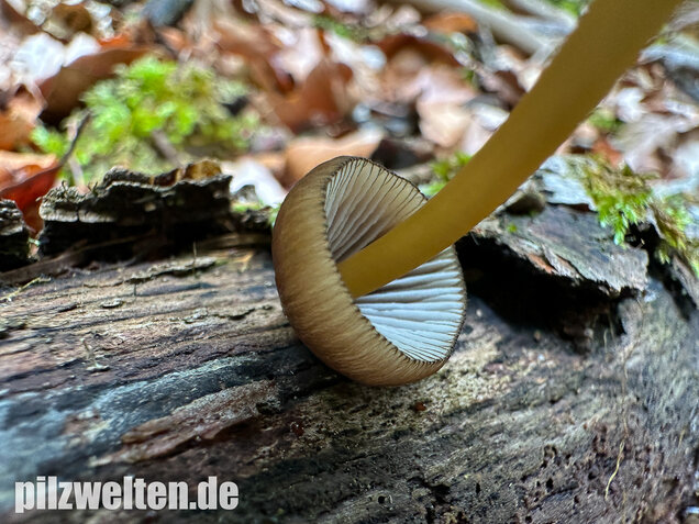 Grünschneidiger Helmling, Mycena viridimarginata