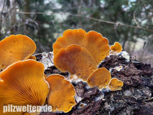 Orangeseitling, Phyllotopsis nidulans