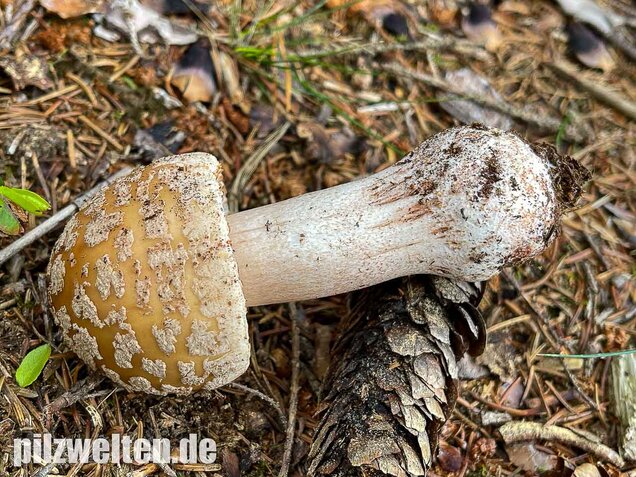 Perlpilz, Rötender Wulstling, Amanita rubescens
